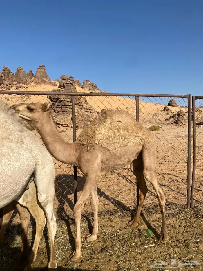 للبيع قعدان 3