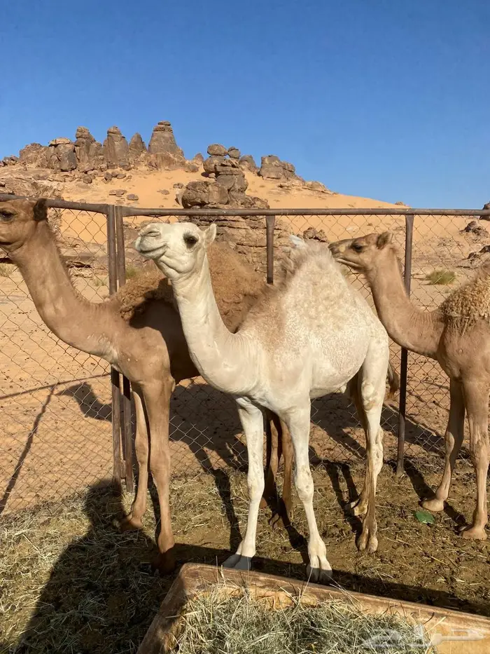 للبيع قعدان 1
