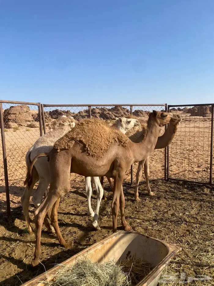 للبيع قعدان 2