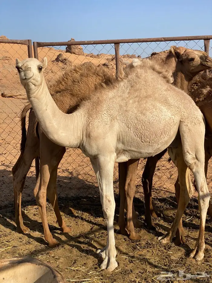 للبيع قعدان 0