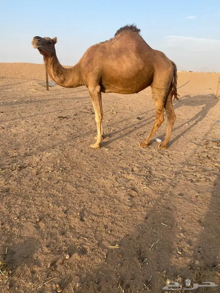 ناقه حمرا 1