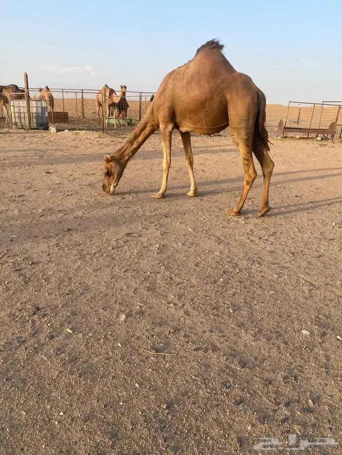 ناقه حمرا 2