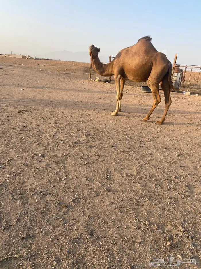 ناقه حمرا 3