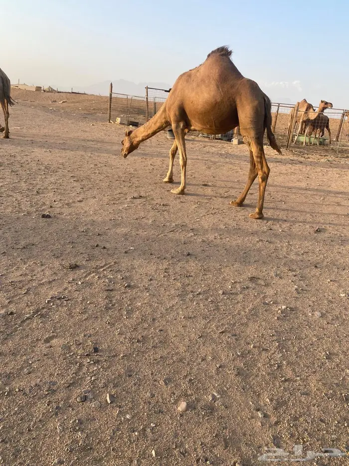 ناقه حمرا 0
