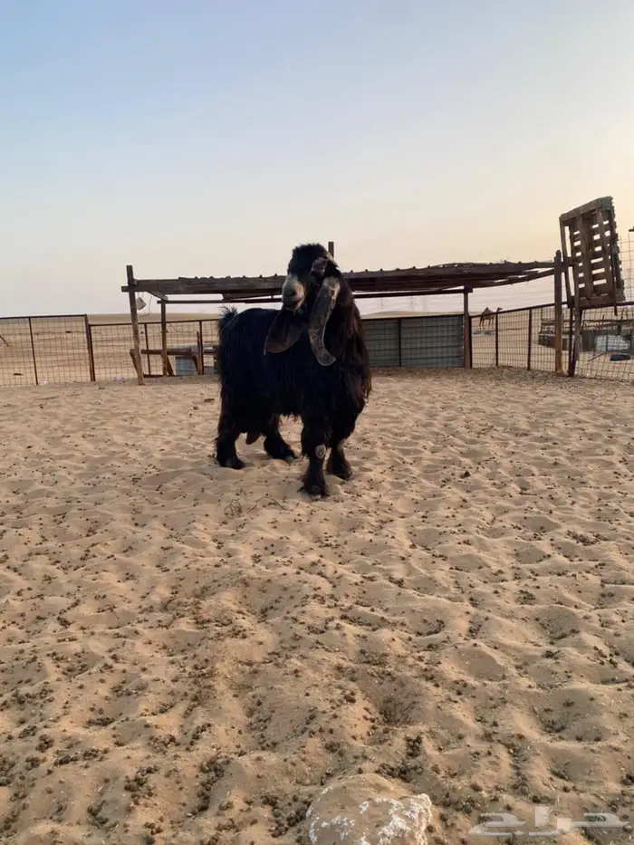فحل عارضي صنف معرف 6