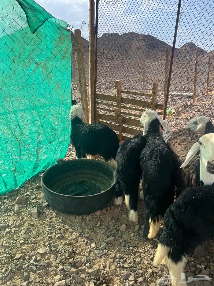 6 خرفان نجد ونعجة رباع معها رخل 2