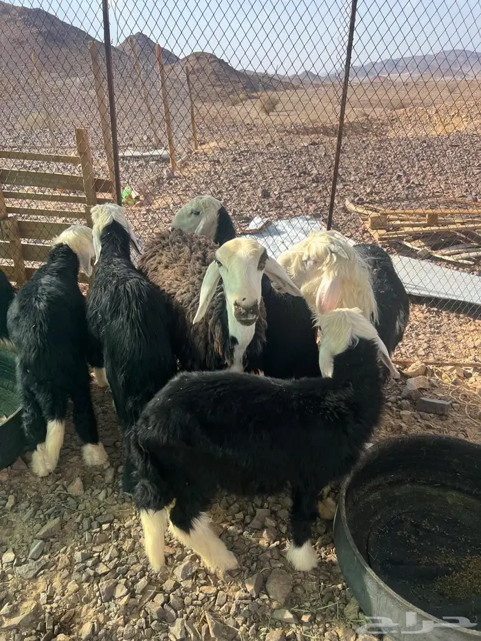 6 خرفان نجد ونعجة رباع معها رخل 5