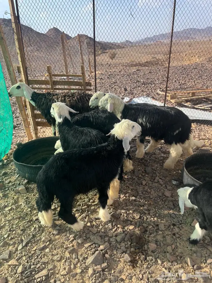 6 خرفان نجد ونعجة رباع معها رخل 3