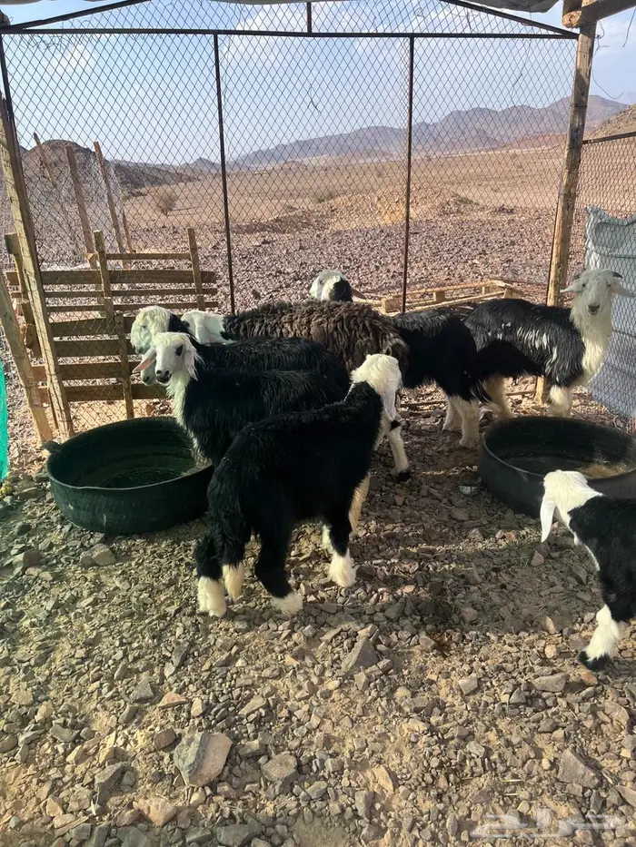 6 خرفان نجد ونعجة رباع معها رخل 6