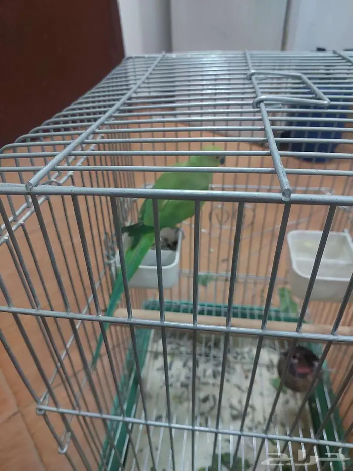 ببغاء افريقي 3