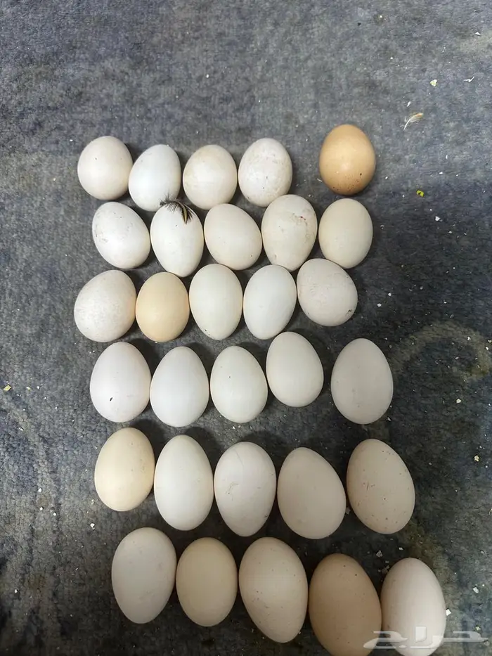 بيض دجاج بلدي 0