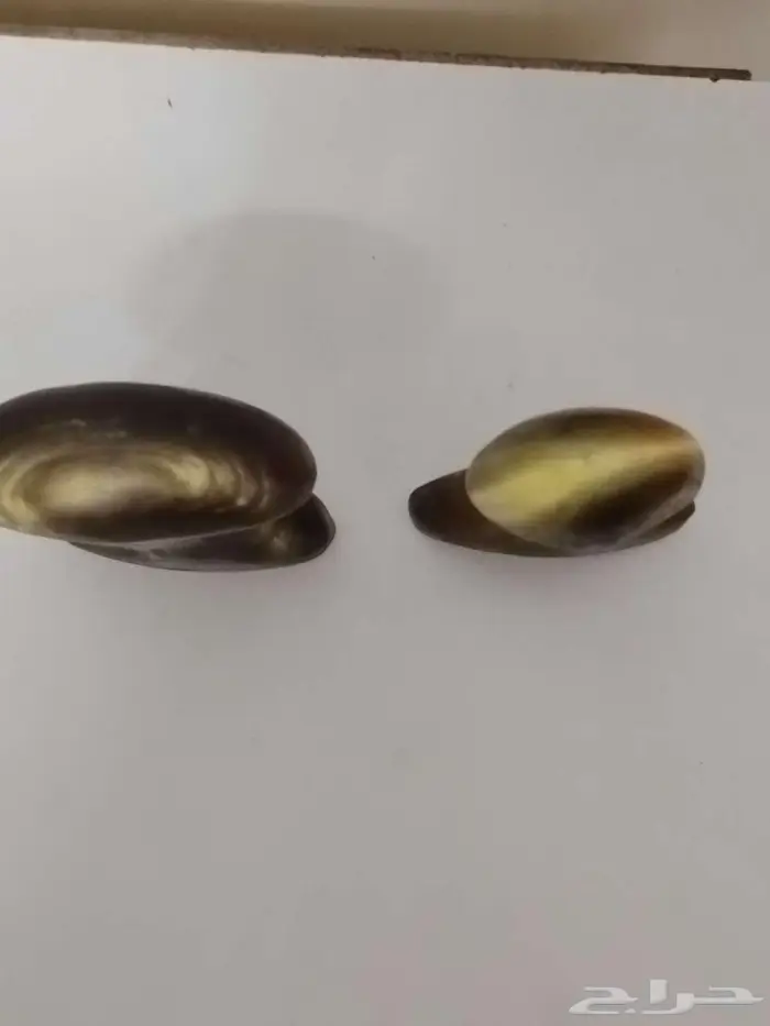 جنبية قرن بهيص 3