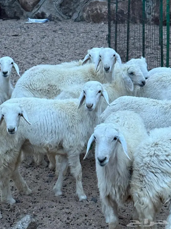 طليان ذبايح 1
