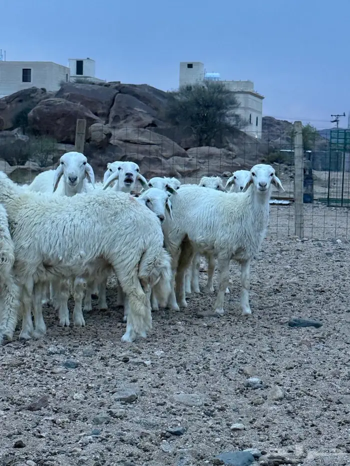 طليان ذبايح 2