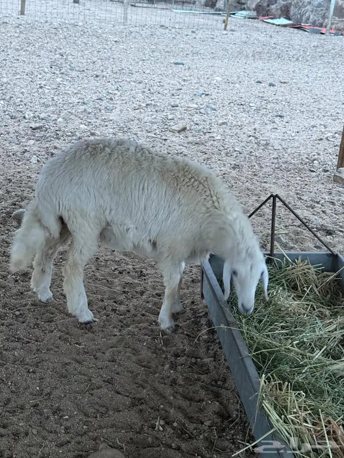 طليان ذبايح 3