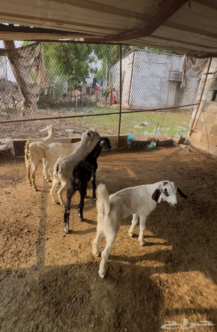 تيوس لبانية 1