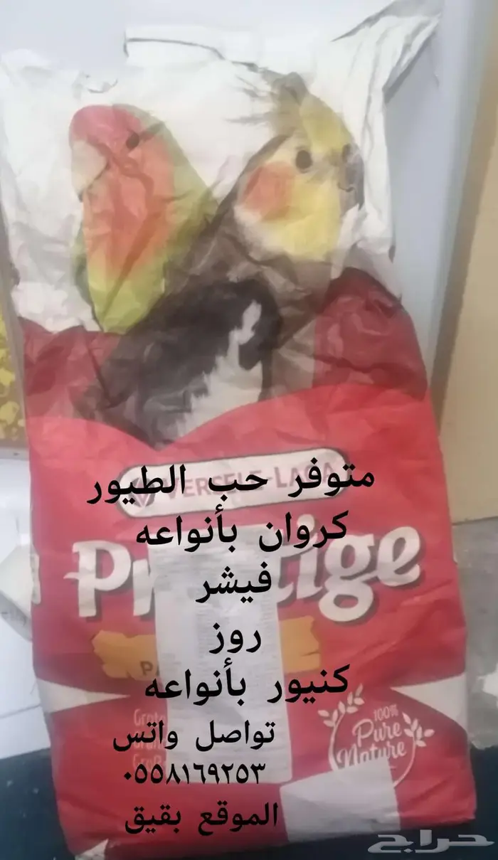 حب الطيور 0