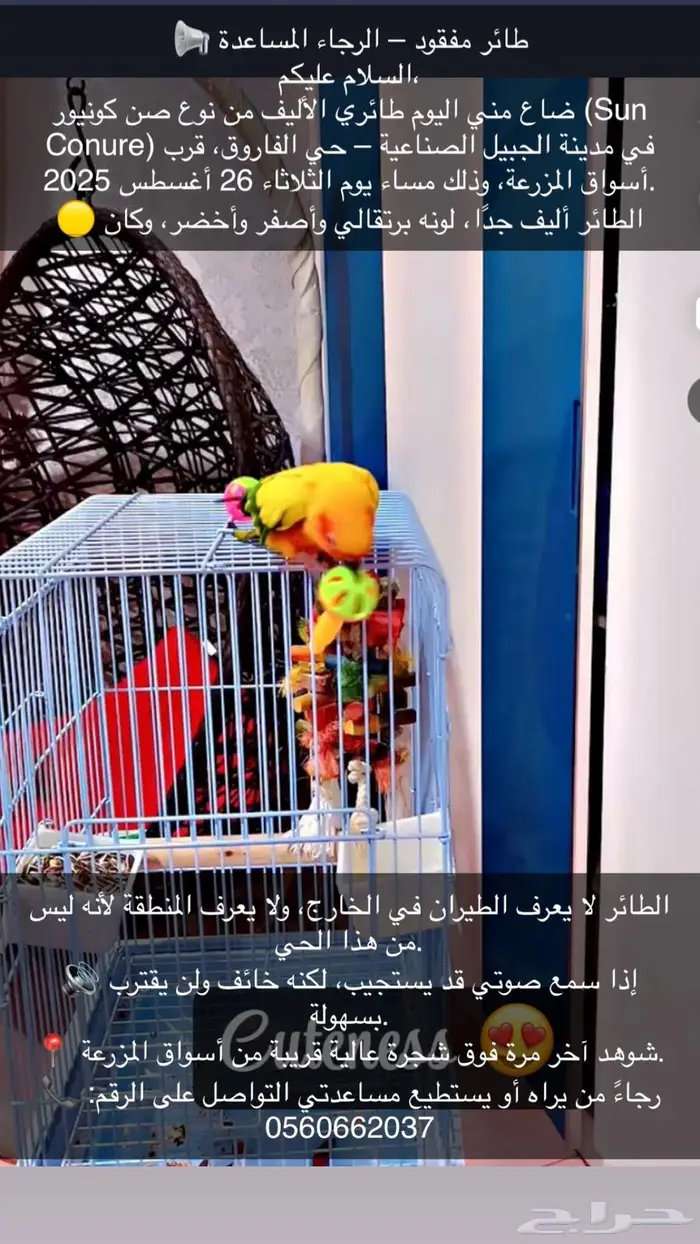صن كونيور ضايع 1