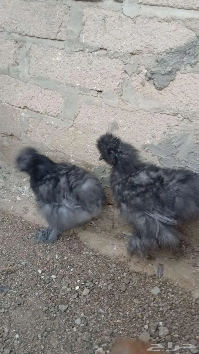 دجاج قطني بلو واسود وزعفراني تم البيع 12