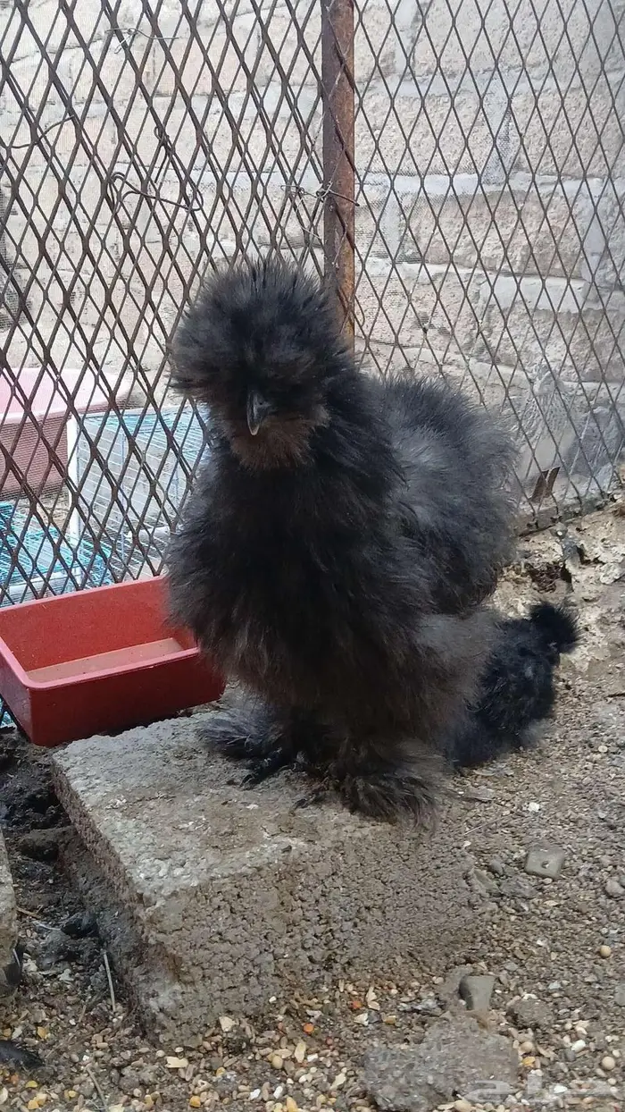 دجاج قطني بلو واسود وزعفراني تم البيع 16