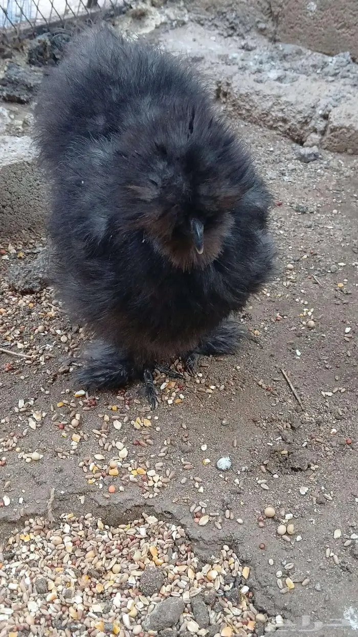 دجاج قطني بلو واسود وزعفراني تم البيع 13