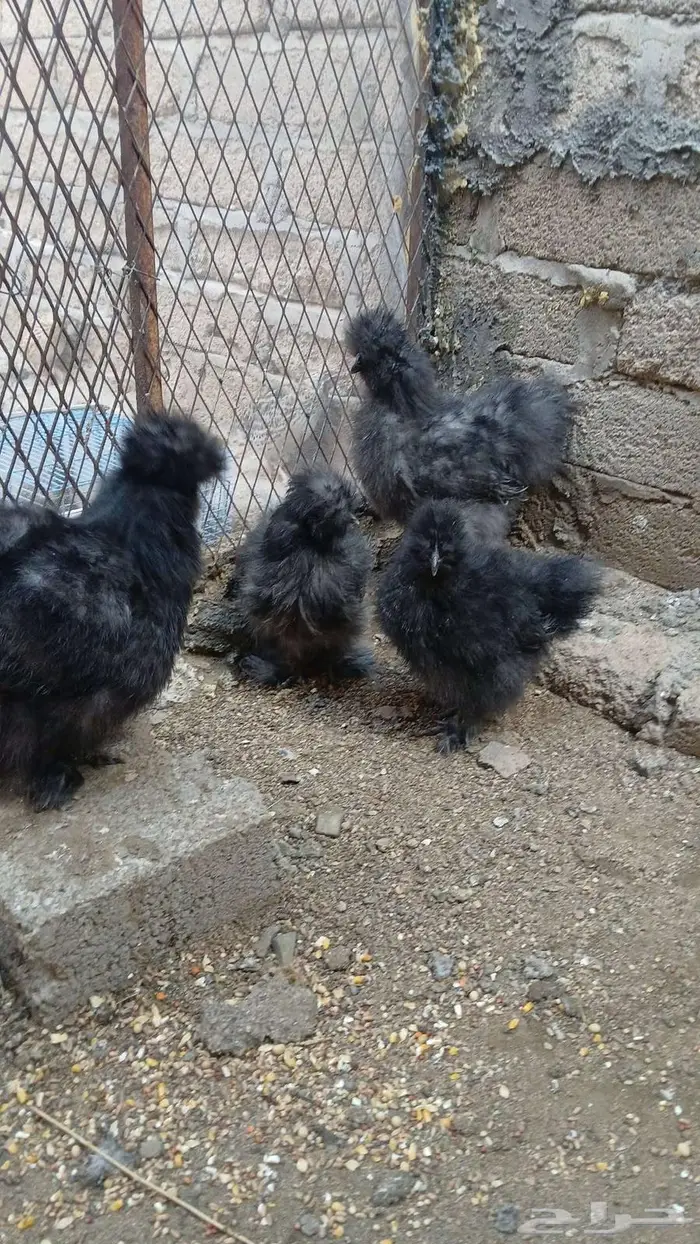 دجاج قطني بلو واسود وزعفراني تم البيع 15