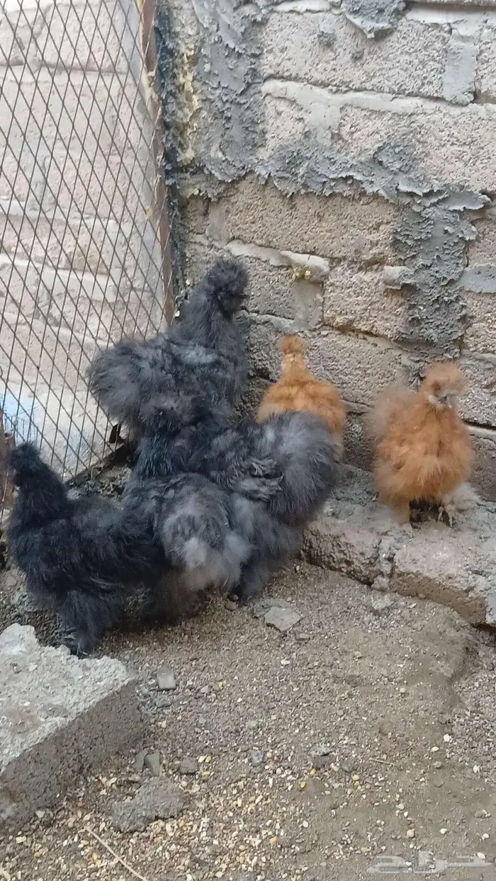 دجاج قطني بلو واسود وزعفراني تم البيع 11