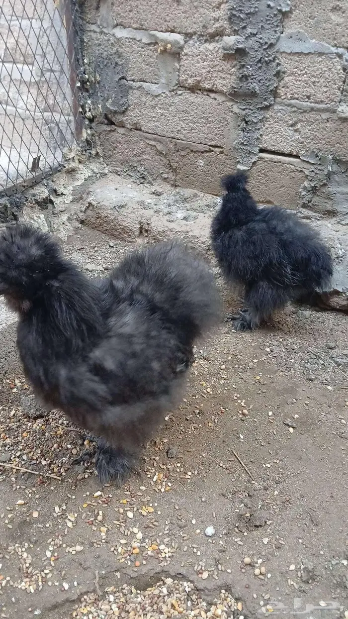 دجاج قطني بلو واسود وزعفراني تم البيع 8