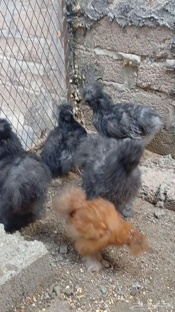 دجاج قطني بلو واسود وزعفراني تم البيع 6