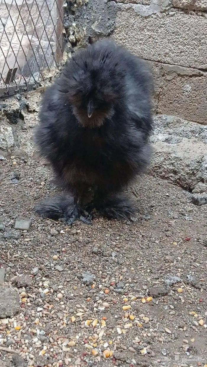 دجاج قطني بلو واسود وزعفراني تم البيع 7