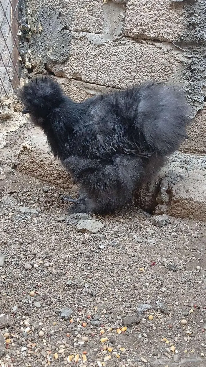 دجاج قطني بلو واسود وزعفراني تم البيع 10