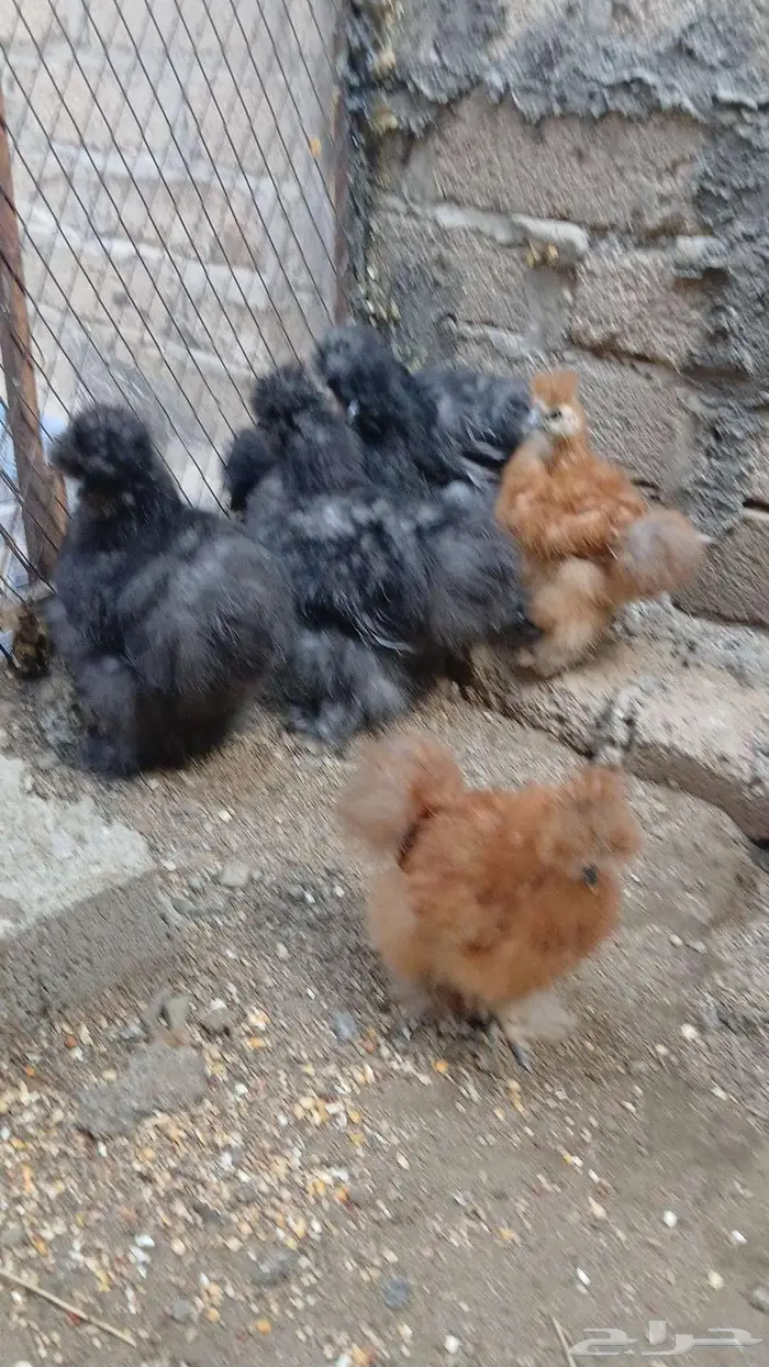 دجاج قطني بلو واسود وزعفراني تم البيع 1