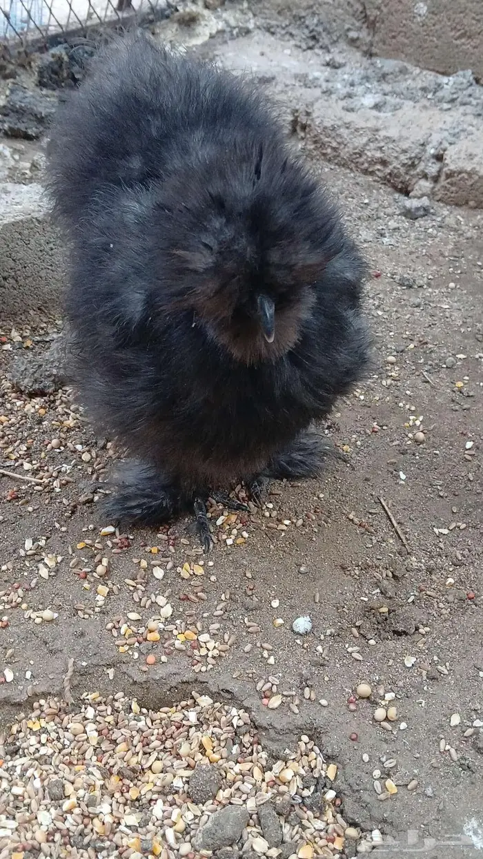 دجاج قطني بلو واسود وزعفراني تم البيع 5