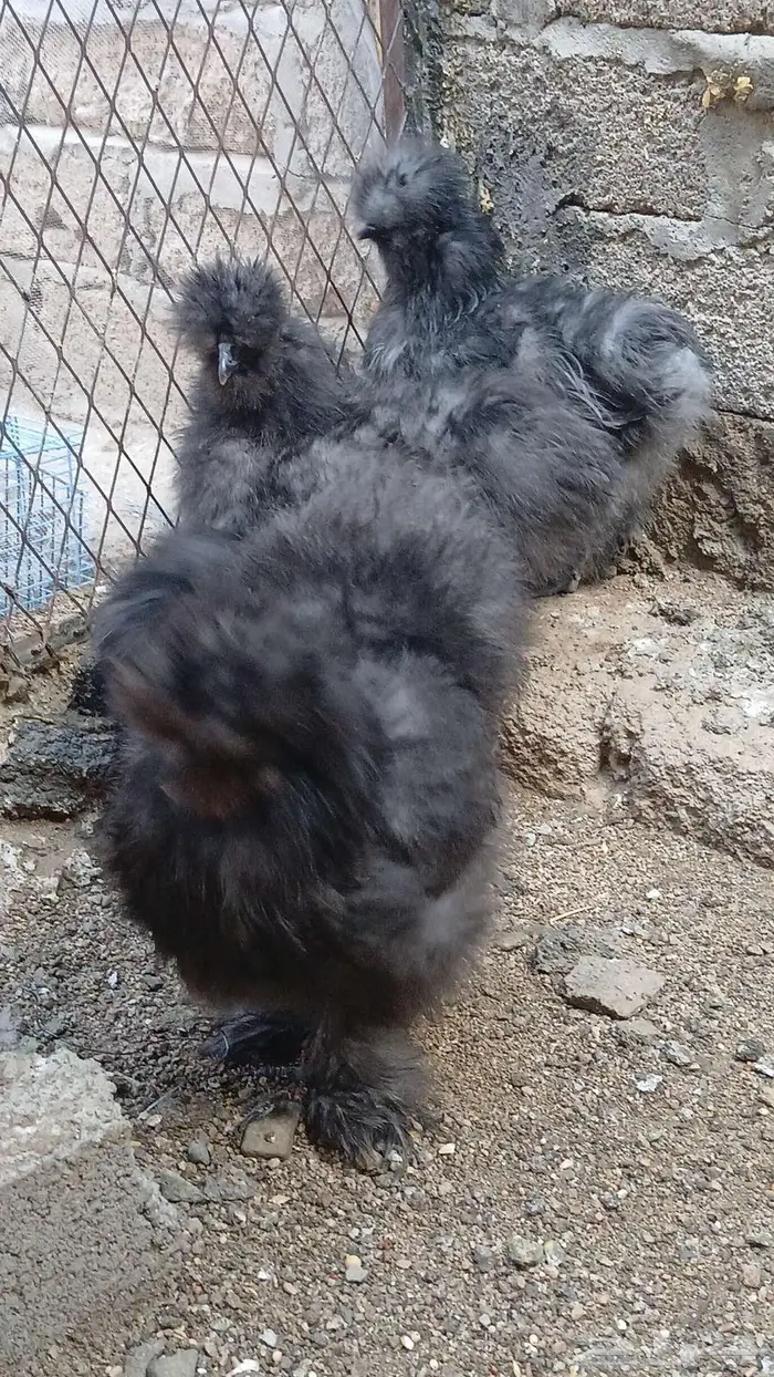 دجاج قطني بلو واسود وزعفراني تم البيع 3