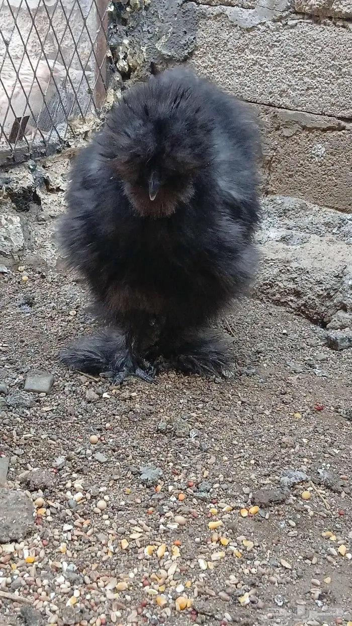 دجاج قطني بلو واسود وزعفراني تم البيع 4