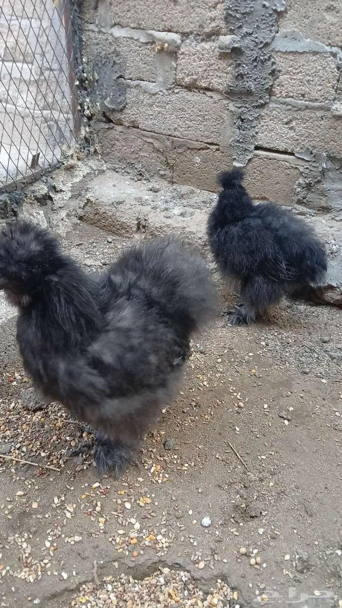 دجاج قطني بلو واسود وزعفراني تم البيع 2