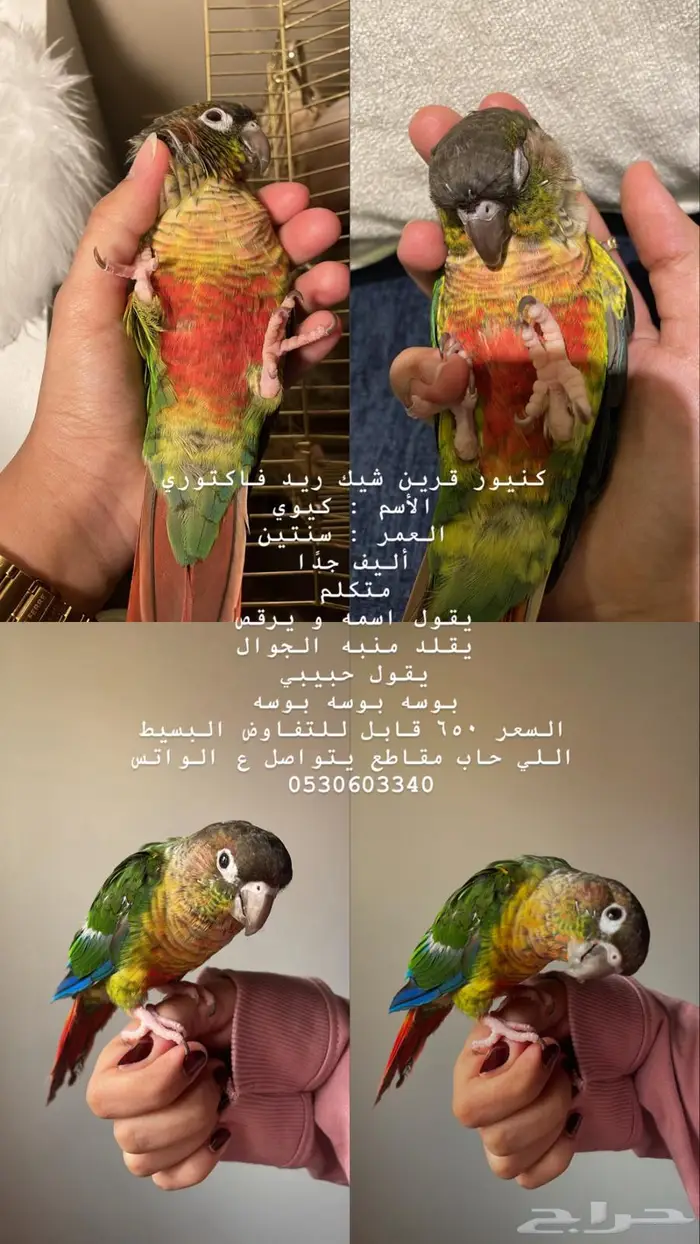 كنيور 0