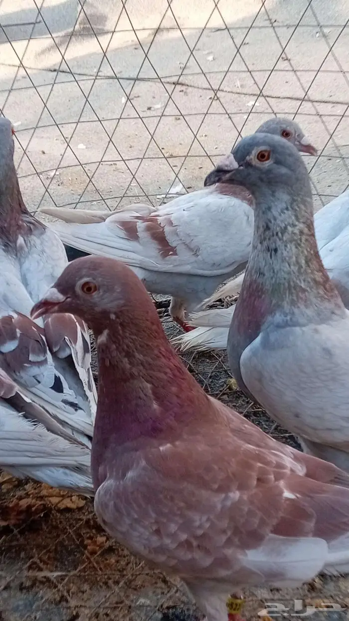 زواجل طيور قديمه سلاله طيبه 2