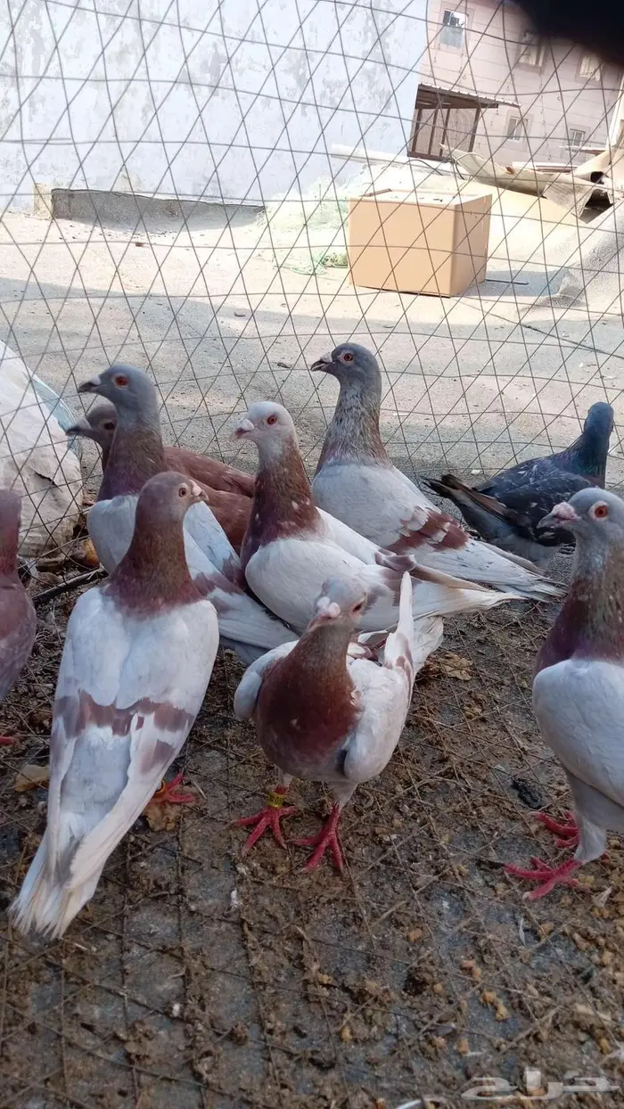 زواجل طيور قديمه سلاله طيبه 1