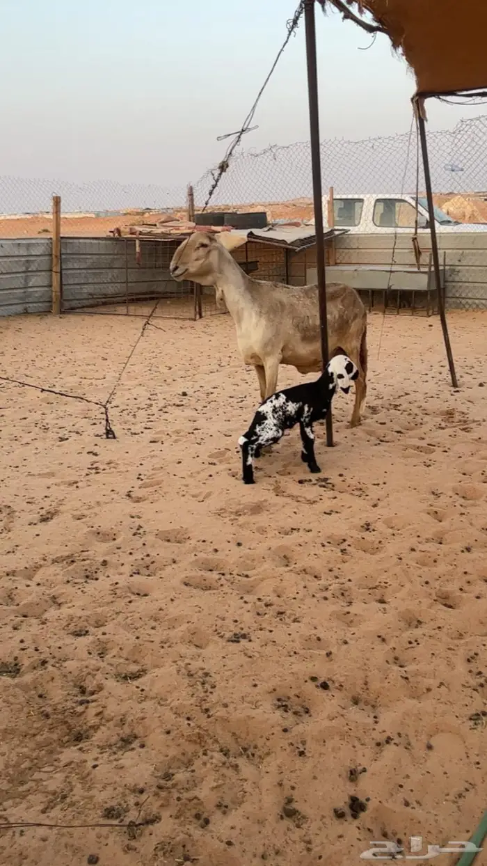 ساكنيه متبع 0
