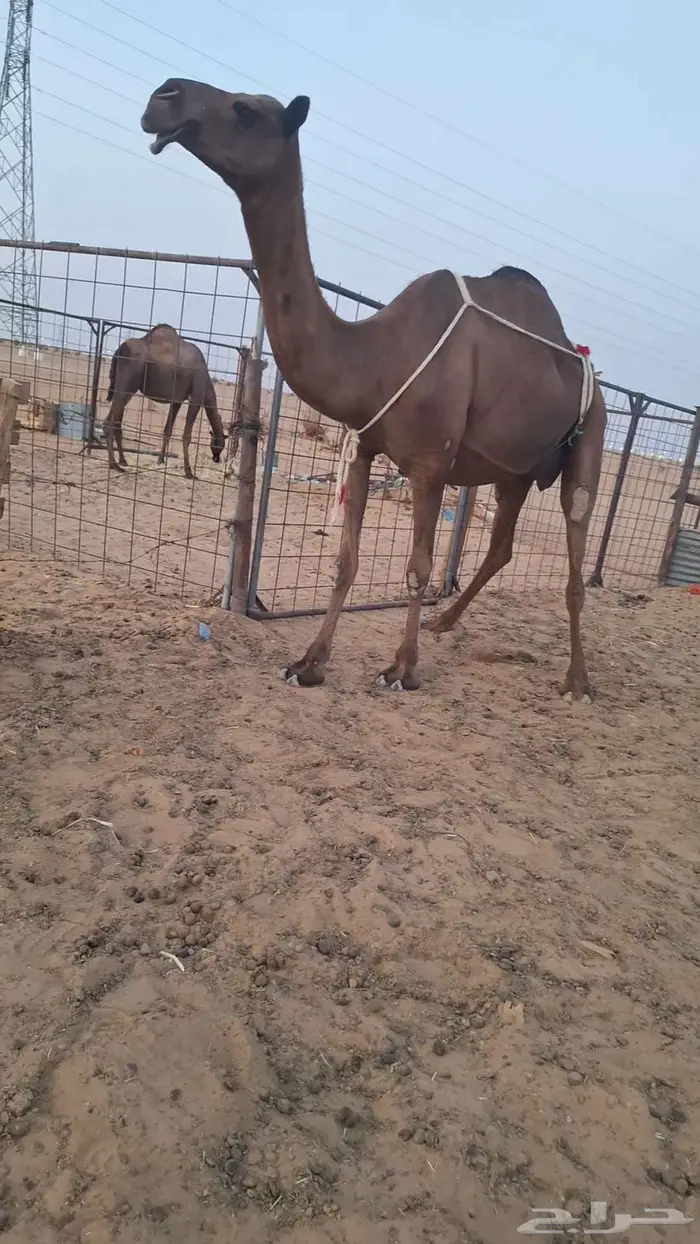 لقحة وعشاير 5