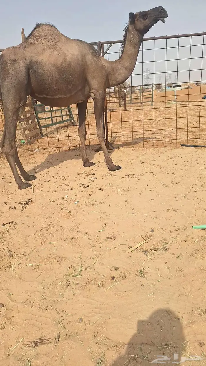 لقحة وعشاير 2