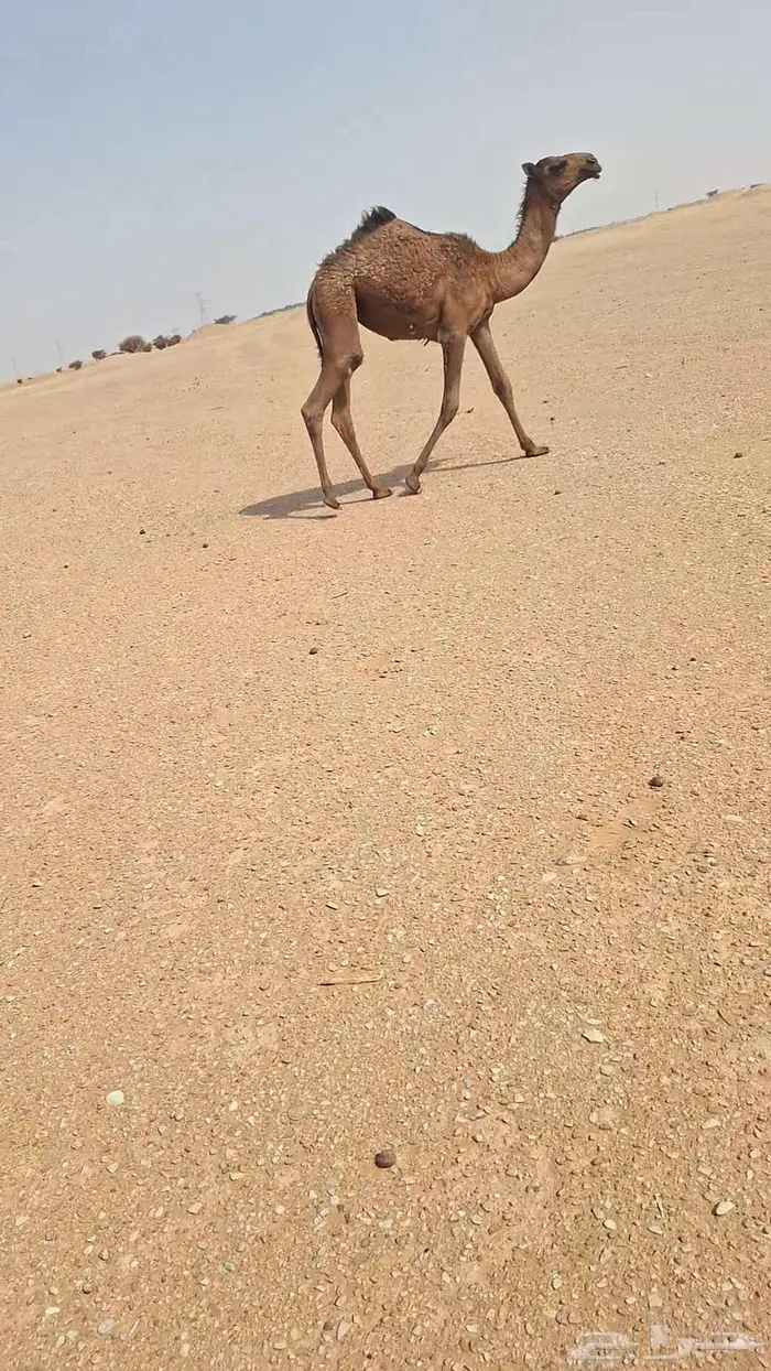 لقحة وعشاير 6