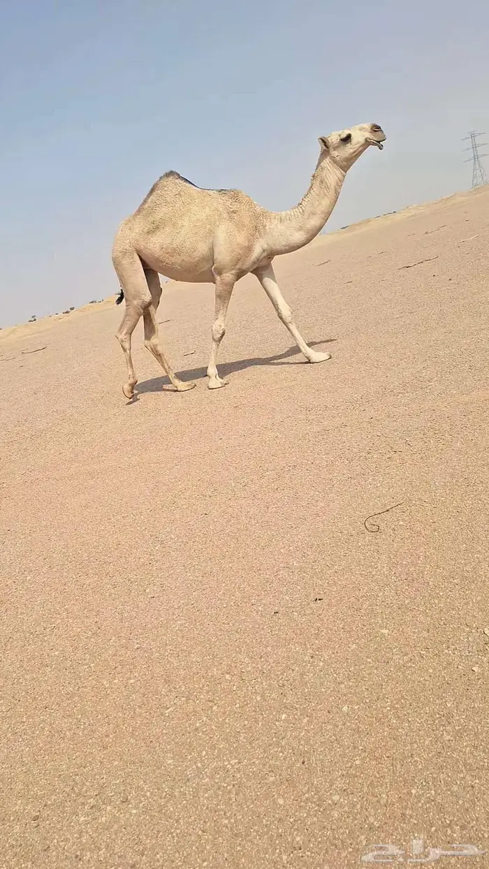 لقحة وعشاير 0