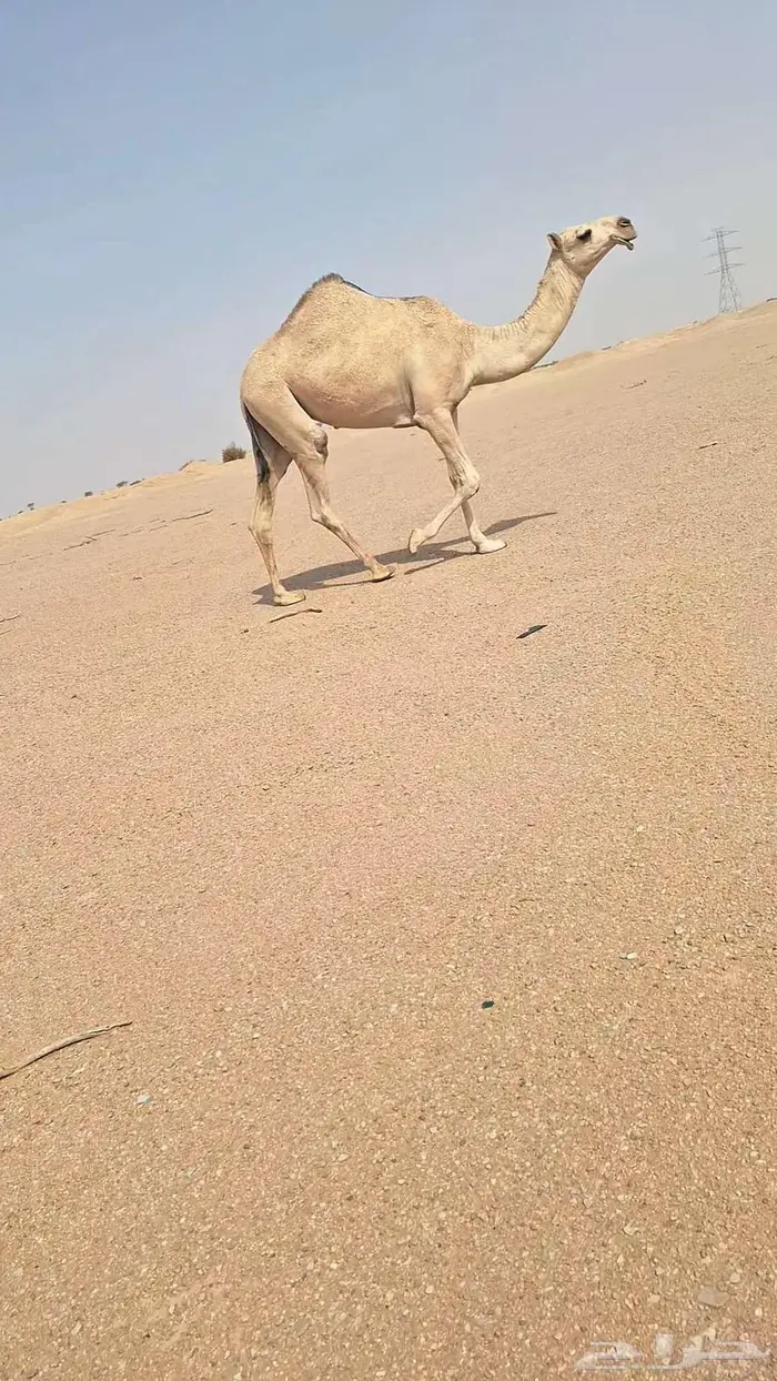 لقحة وعشاير 4