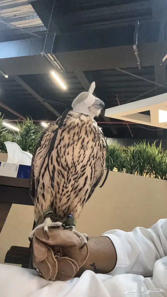 تاجير صقور للمناسبات والاحتفلات مع صقار 4