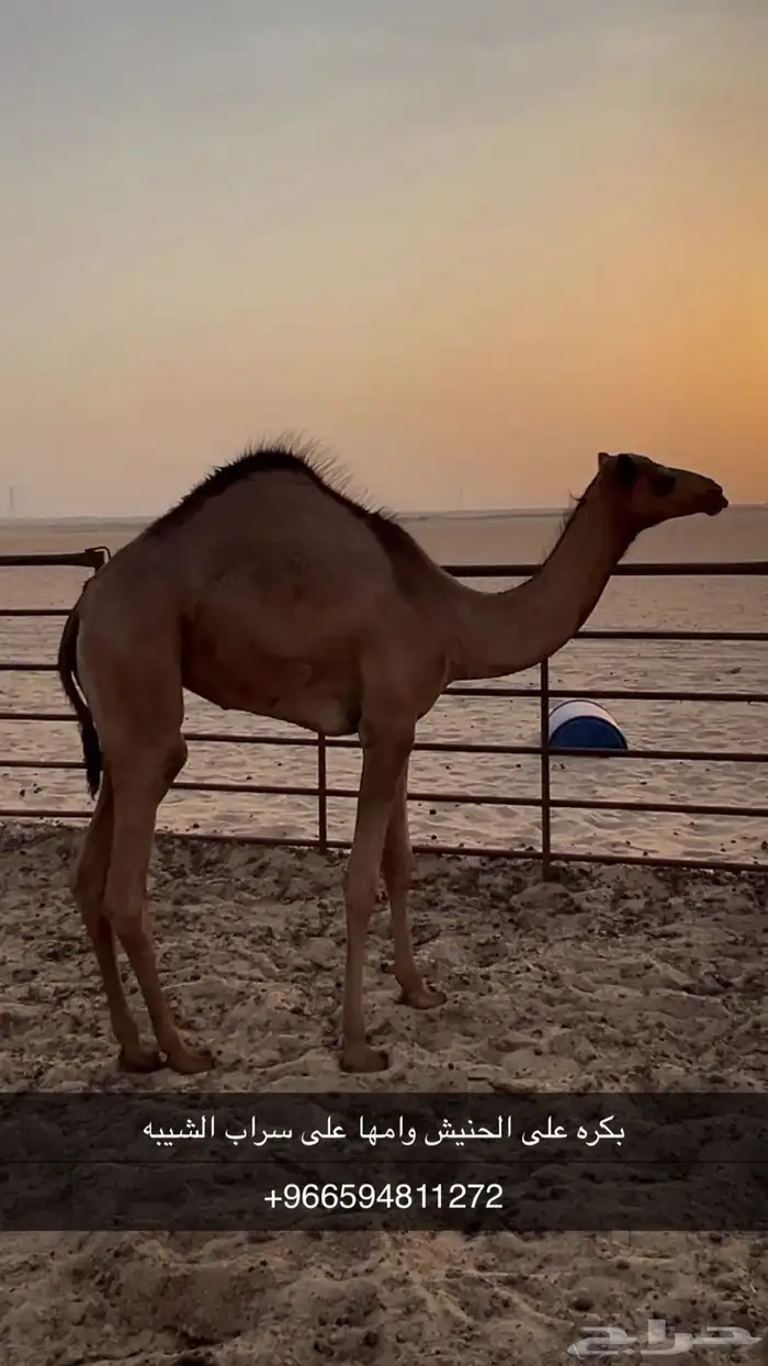 عمانيات هجن 2