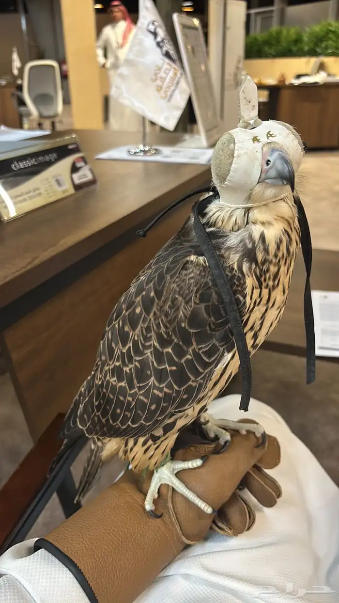 تاجير صقور للمناسبات والاحتفلات مع صقار 3