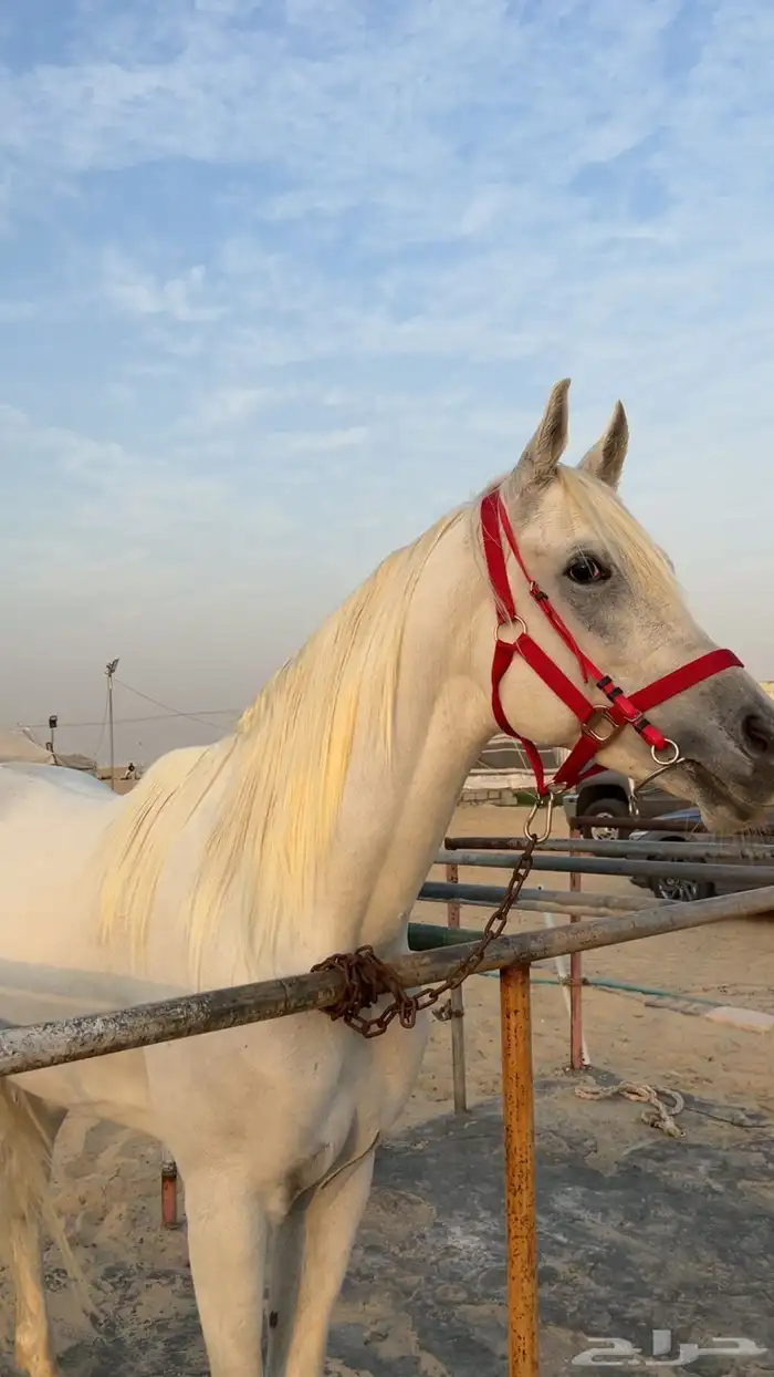 حصان 2