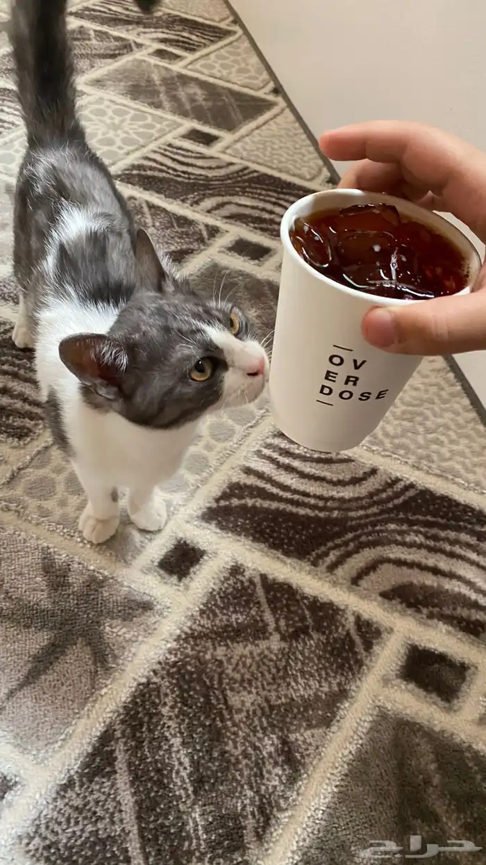 قطط 0